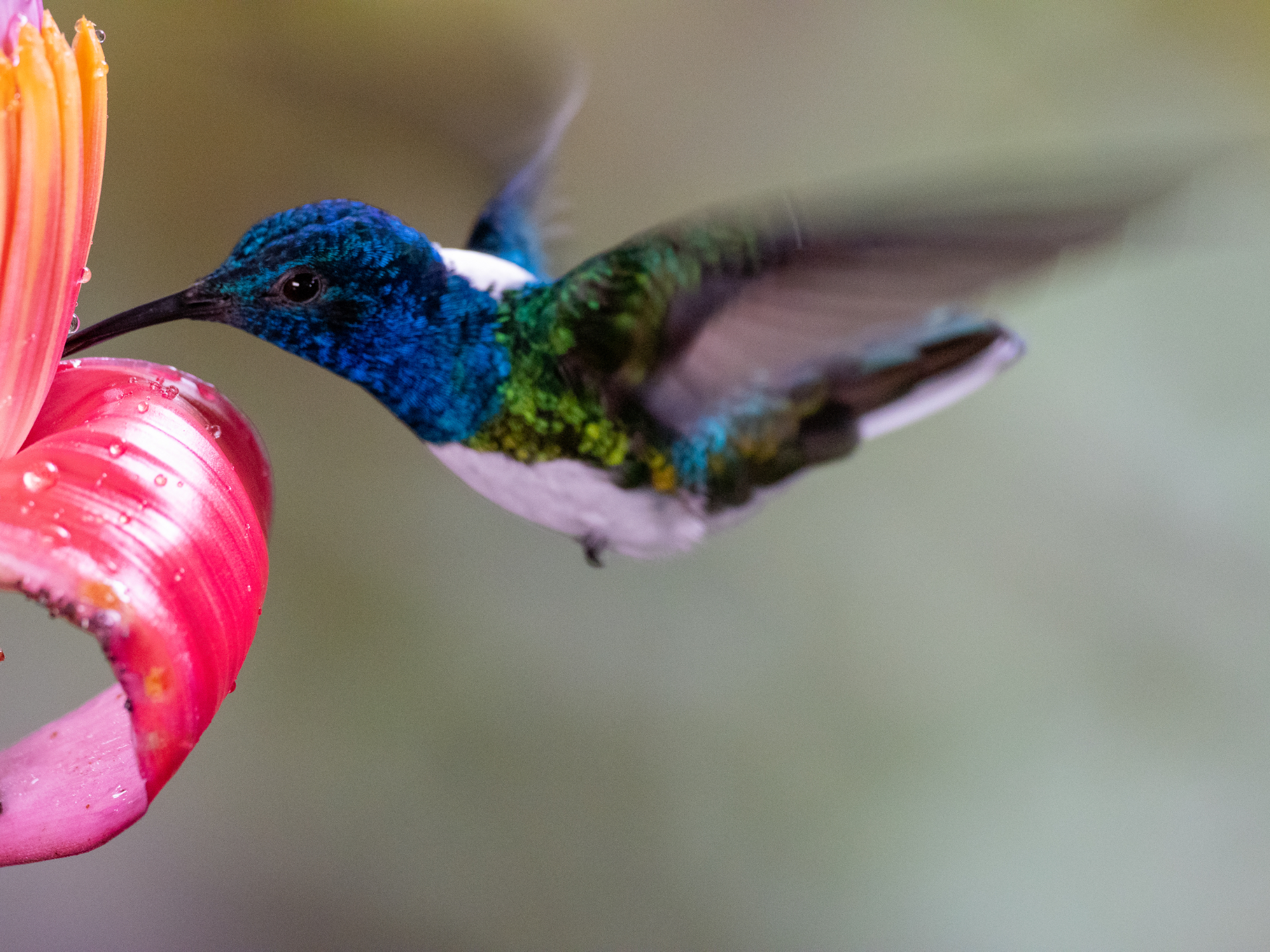 Hummingbirds